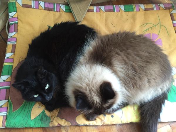 Housesitting assignment in Matha, France