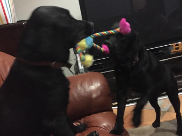 Housesitting assignment in Newcastle, NSW, Australia