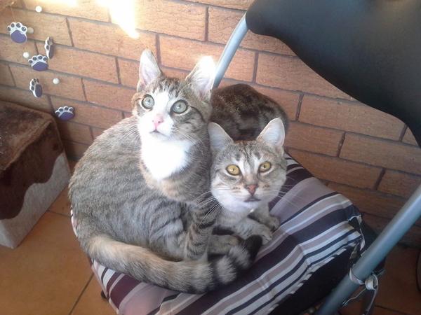 Housesitting assignment in Wiley Park, New South Wales, Australia