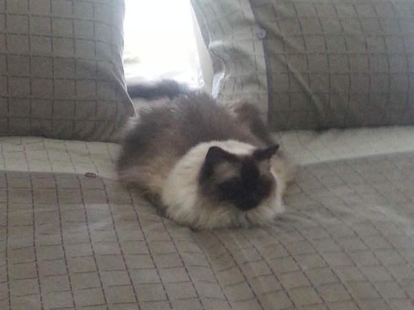 Housesitting assignment in Frankston East, Victoria, Australia