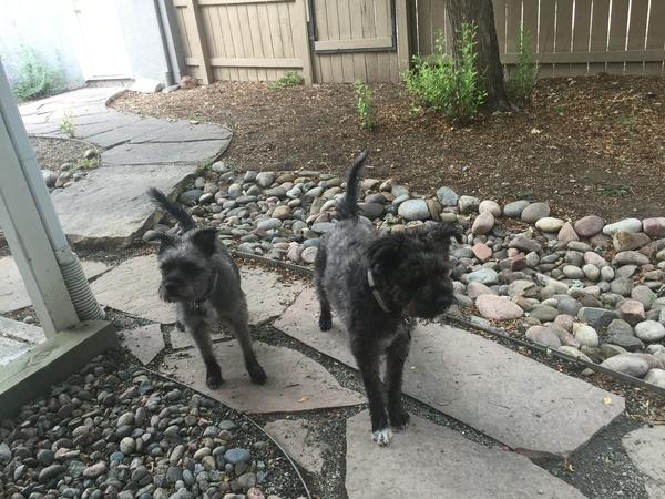Housesitting assignment in Colorado Springs, CO, United States