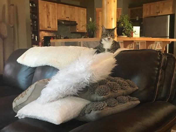 Housesitting assignment in Canmore, Alberta, Canada