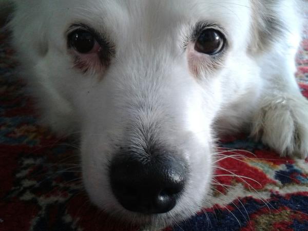 Housesitting assignment in Potomac, MD, United States