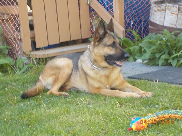 Housesitting assignment in Kelowna, BC, Canada