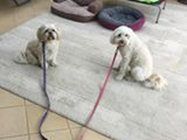 Housesitting assignment in Research, Victoria, Australia