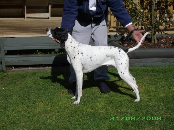 Housesitting assignment in Tuakau, New Zealand