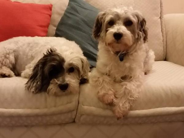 Housesitting assignment in Tokaanu, New Zealand