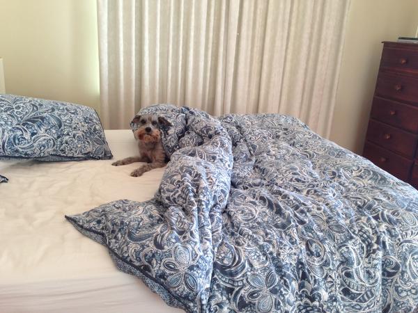 Housesitting assignment in Launceston, Tasmania, Australia