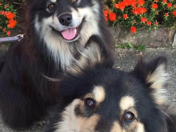 Housesitting assignment in Concord, New South Wales, Australia