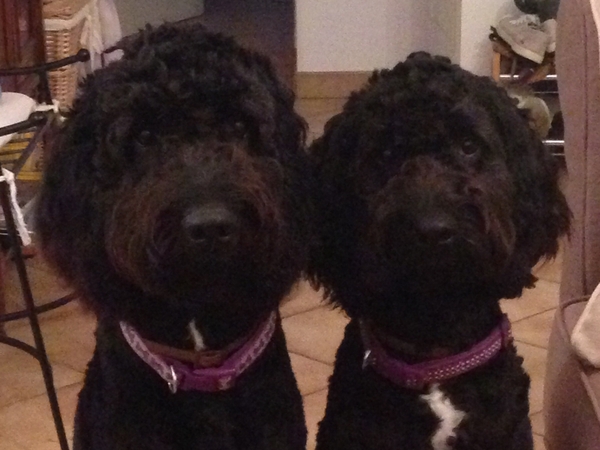Housesitting assignment in Grimsby, United Kingdom
