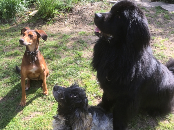 Housesitting assignment in Callington, United Kingdom