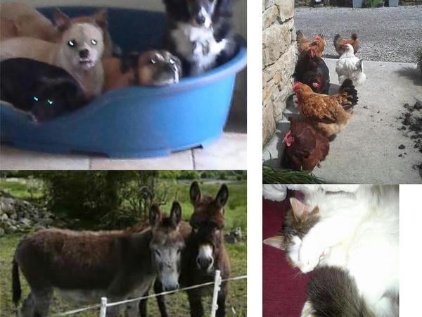 Housesitting assignment in Blacklion, Ireland