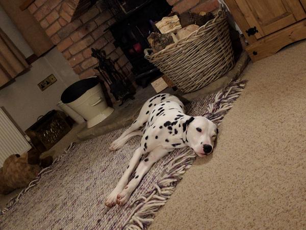 Housesitting assignment in Nottingham, United Kingdom