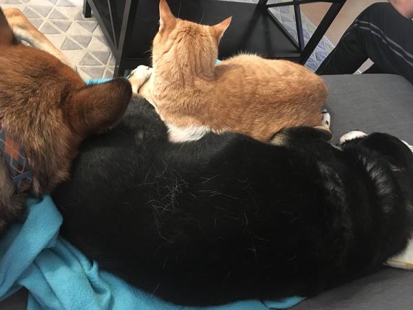 Housesitting assignment in Dresden, Germany