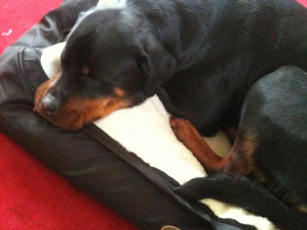 Housesitting assignment in Greenwich, New South Wales, Australia