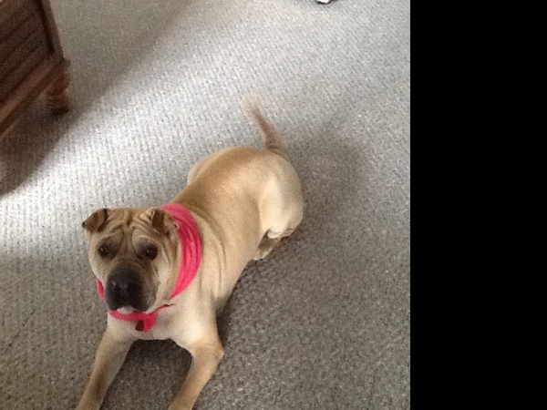 Housesitting assignment in Kelowna, British Columbia, Canada