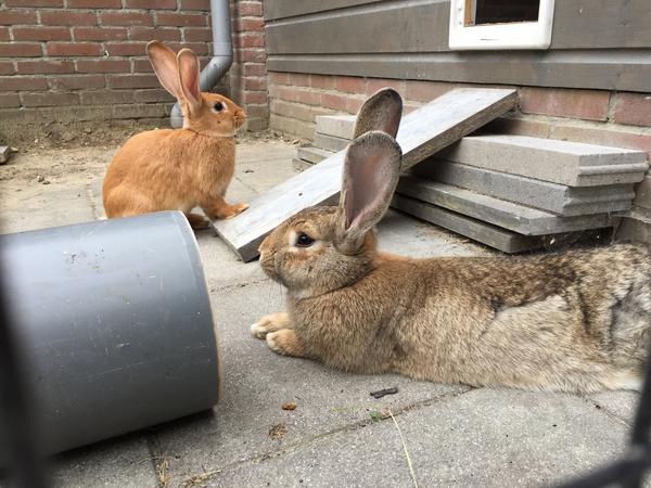 Housesitting assignment in Oosterhout, Netherlands