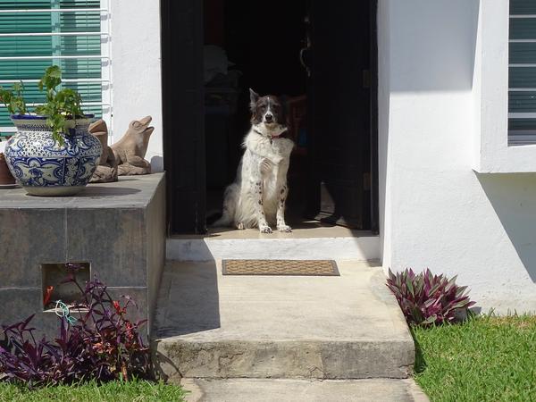 Housesitting assignment in Caucel, Mexico