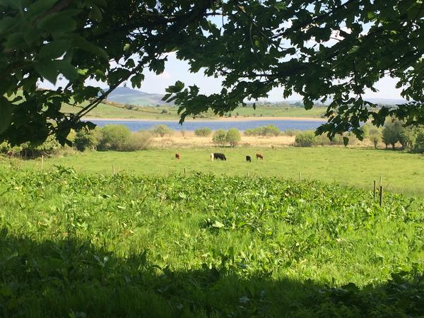 Housesitting assignment in Belcarra, Ireland