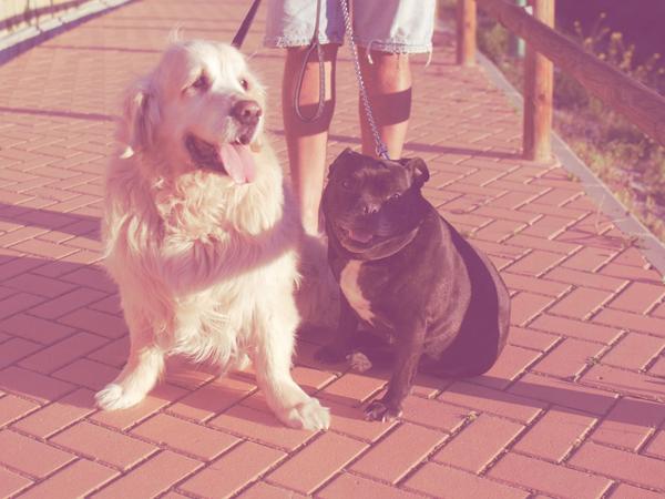 Housesitting assignment in Dewsbury, United Kingdom
