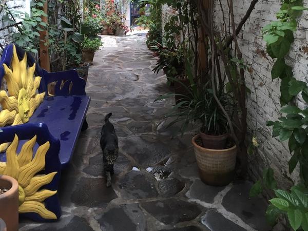 Housesitting assignment in San Miguel de Allende, Mexico