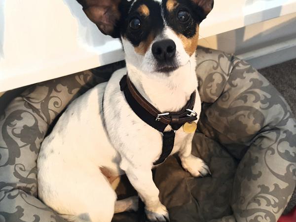 Housesitting assignment in New Alresford, United Kingdom