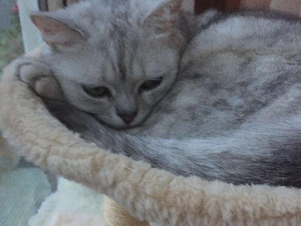 Housesitting assignment in Rathcoole, Ireland