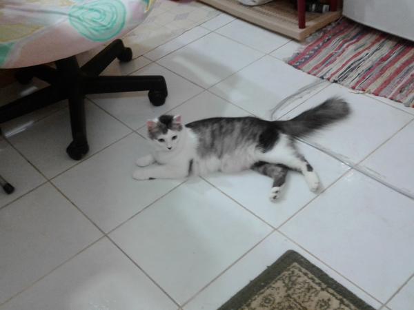 Housesitting assignment in Jeddah, Saudi Arabia