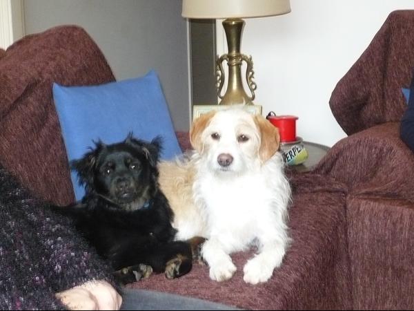 Housesitting assignment in Rethymno, Greece