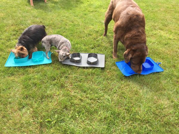 Housesitting assignment in St Helens, United Kingdom