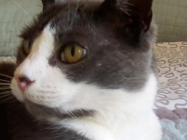 Housesitting assignment in Nissan-lez-Enserune, France