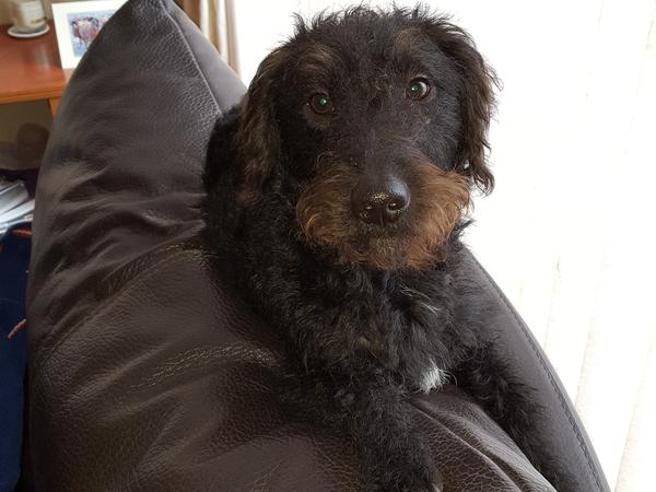Housesitting assignment in Guisborough, United Kingdom