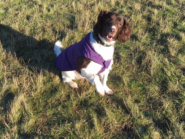 Housesitting assignment in Hull, United Kingdom