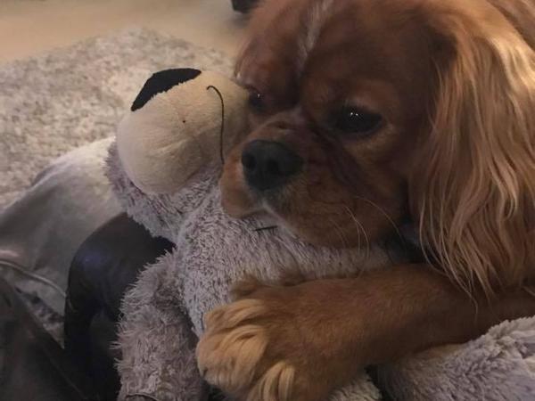 Housesitting assignment in Desborough, United Kingdom