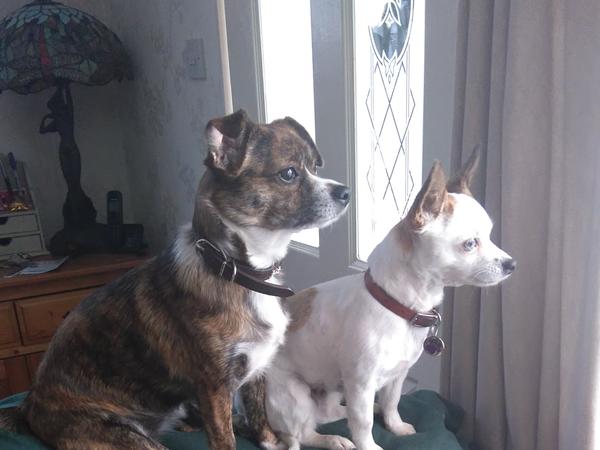 Housesitting assignment in Bracknell, United Kingdom