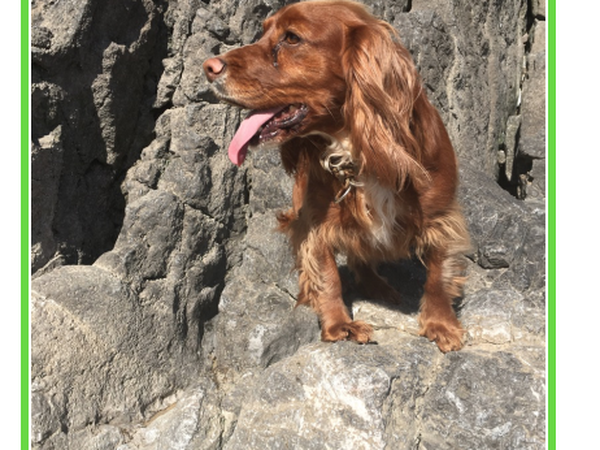 Housesitting assignment in Penarth, United Kingdom