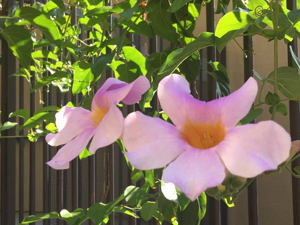 Housesitting assignment in Fullerton, California, United States