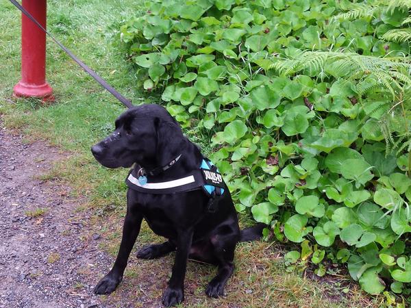 Housesitting assignment in Naas, Ireland