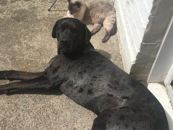 Housesitting assignment in Tottenham, United Kingdom