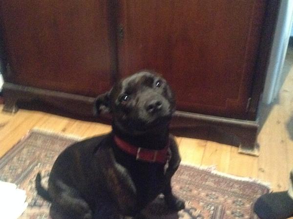 Housesitting assignment in Bilgola Plateau, New South Wales, Australia