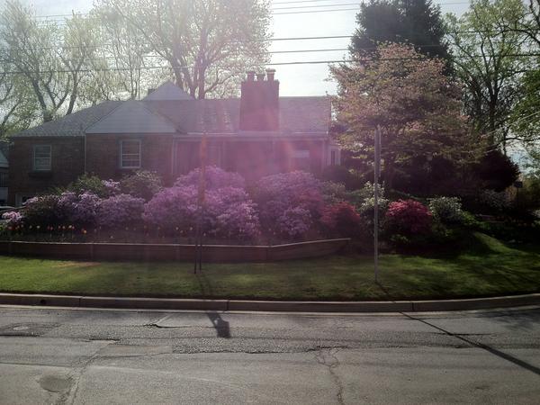 Housesitting assignment in Silver Spring, MD, United States