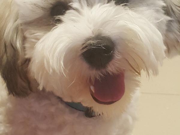 Housesitting assignment in Shailer Park, Queensland, Australia