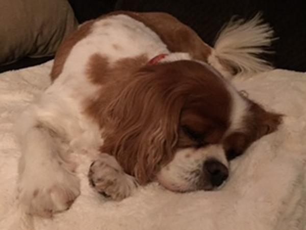 Housesitting assignment in Genève, Switzerland