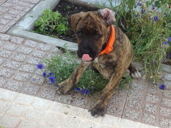 Housesitting assignment in Arganil, Portugal