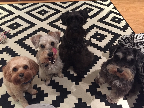 Housesitting assignment in Randwick, NSW, Australia