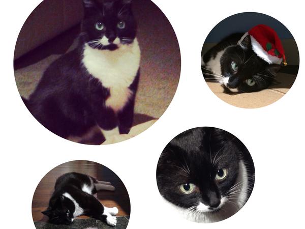 Housesitting assignment in Victoria, British Columbia, Canada