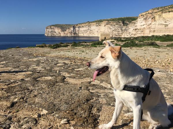 Housesitting assignment in Sliema, Malta