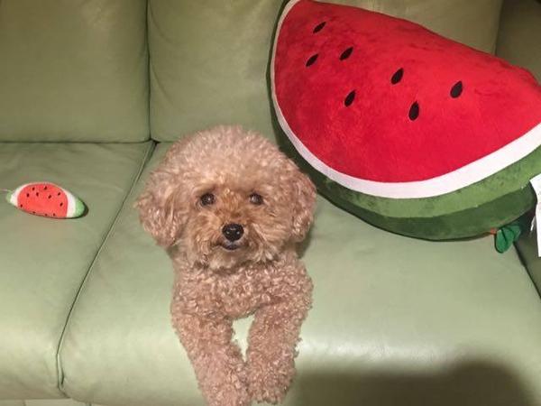 Housesitting assignment in Hong Kong, Hong Kong