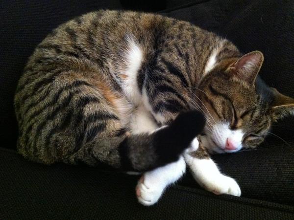 Housesitting assignment in Hamburg, Germany