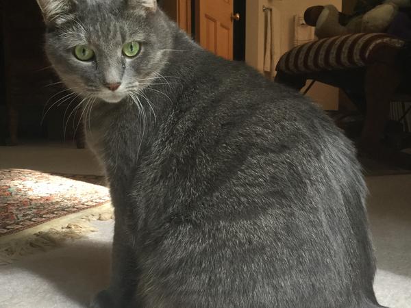 Housesitting assignment in Williamstown, Massachusetts, United States